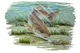 Red Fish Underwater Scene Vinyl Decal Sticker - Car Home Truck Cooler Boat RV